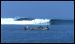 mentawais-pelagic-surf-charters-2.jpg