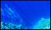 caroline-islands-diving-18.jpg