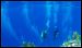 caroline-islands-diving-16.jpg