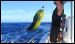 caroline-islands-fishing-8.jpg