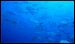 caroline-islands-diving-10.jpg